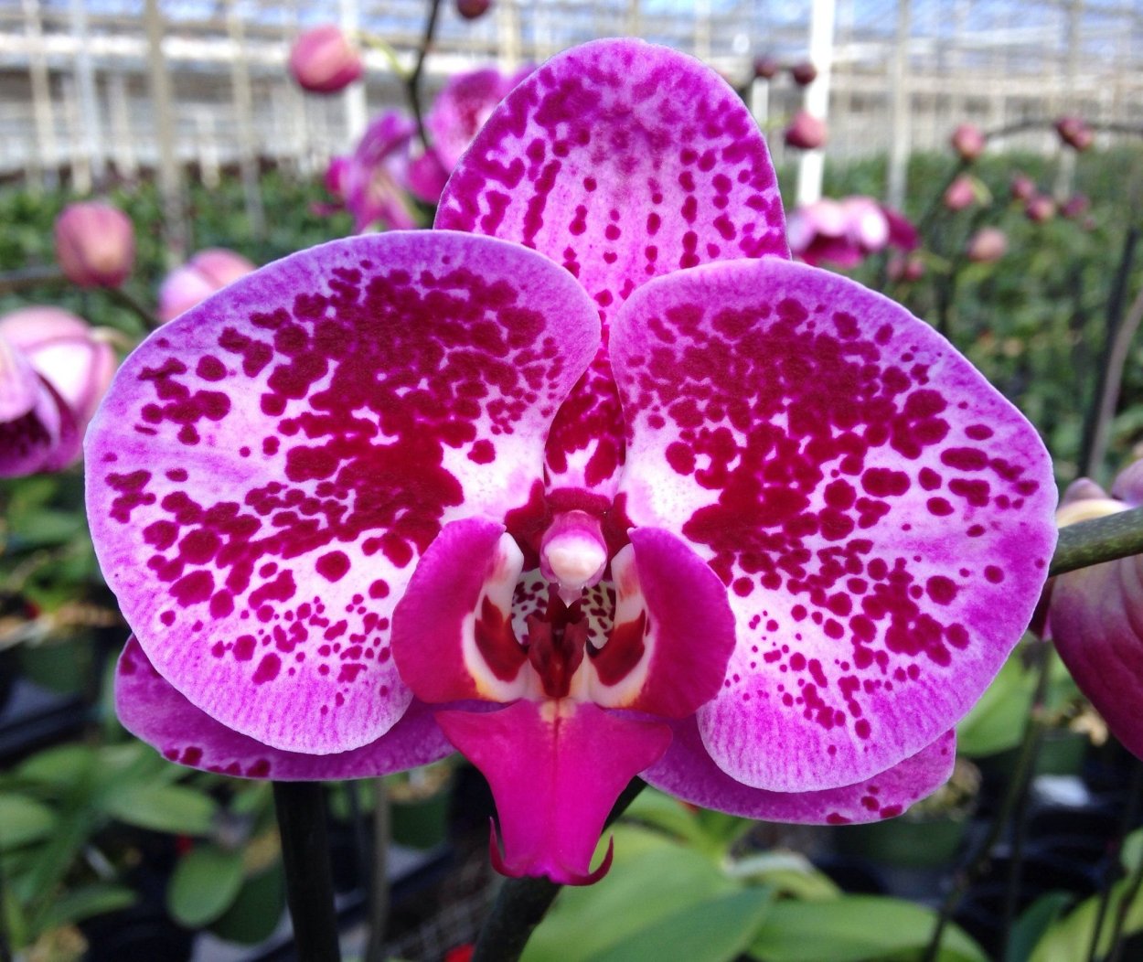 Фаленопсис Голден драгон