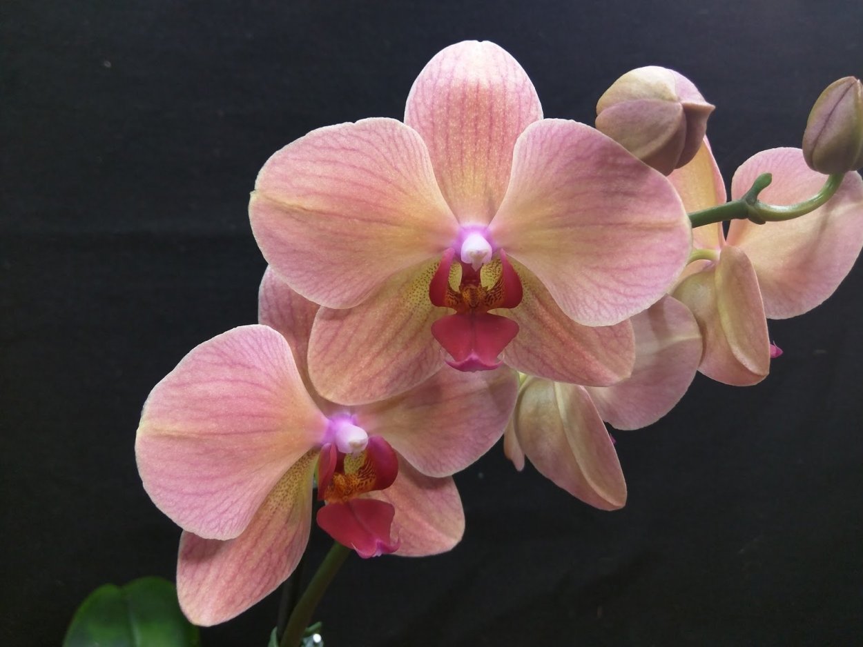 Фаленопсис Даймонд Кинг