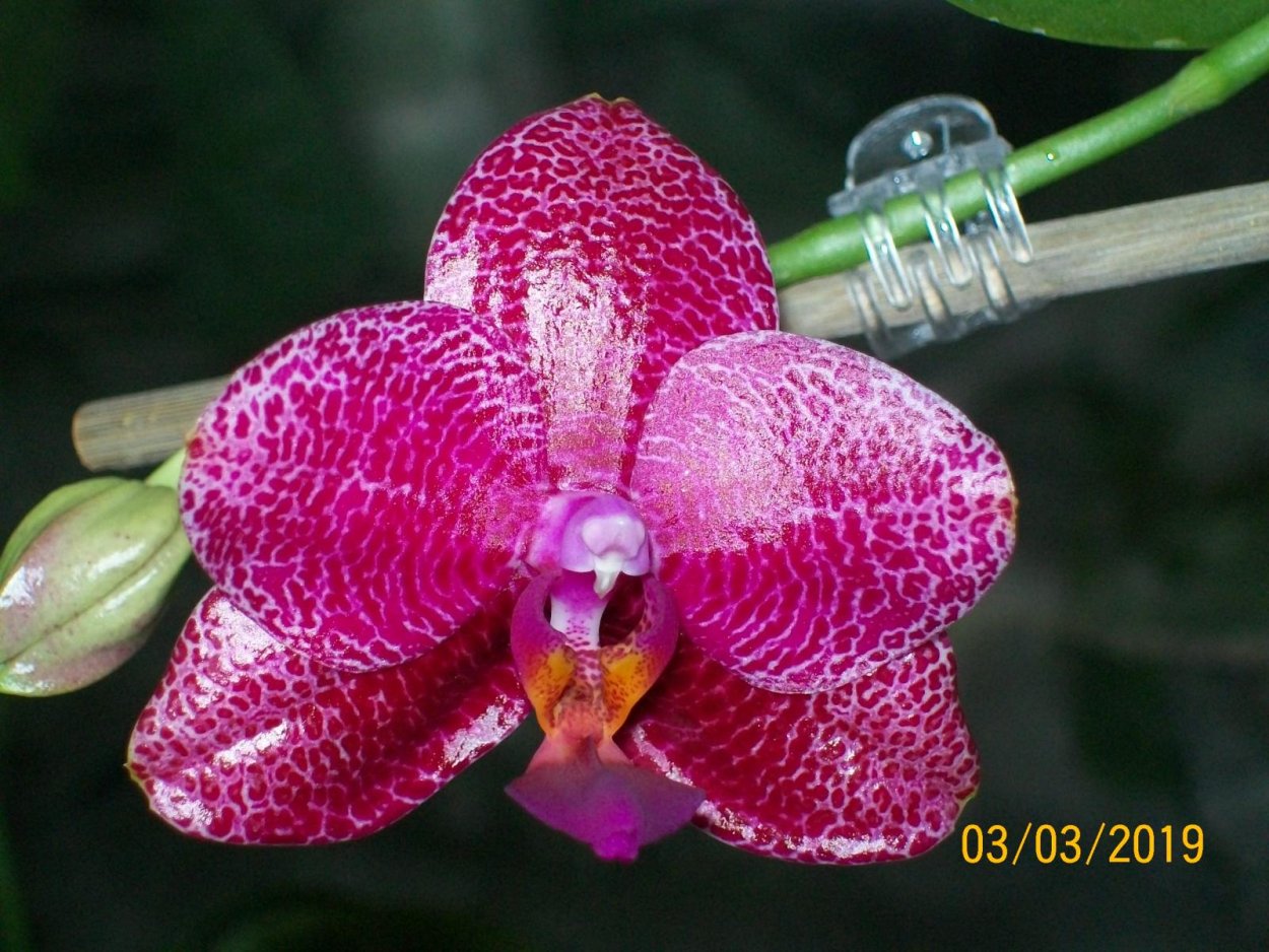 Фаленопсис Duke