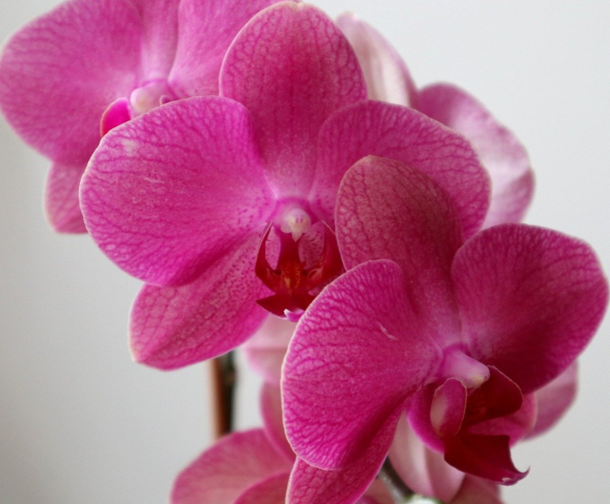 Mituo Sun Орхидея