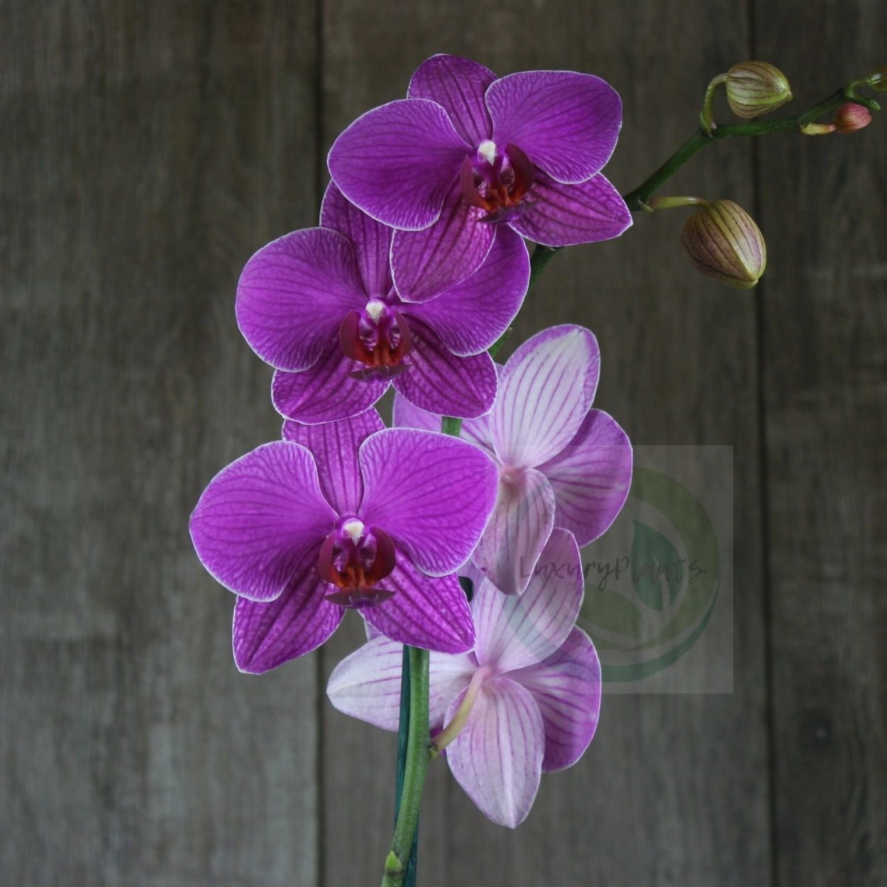 Фаленопсис Солнечный персик