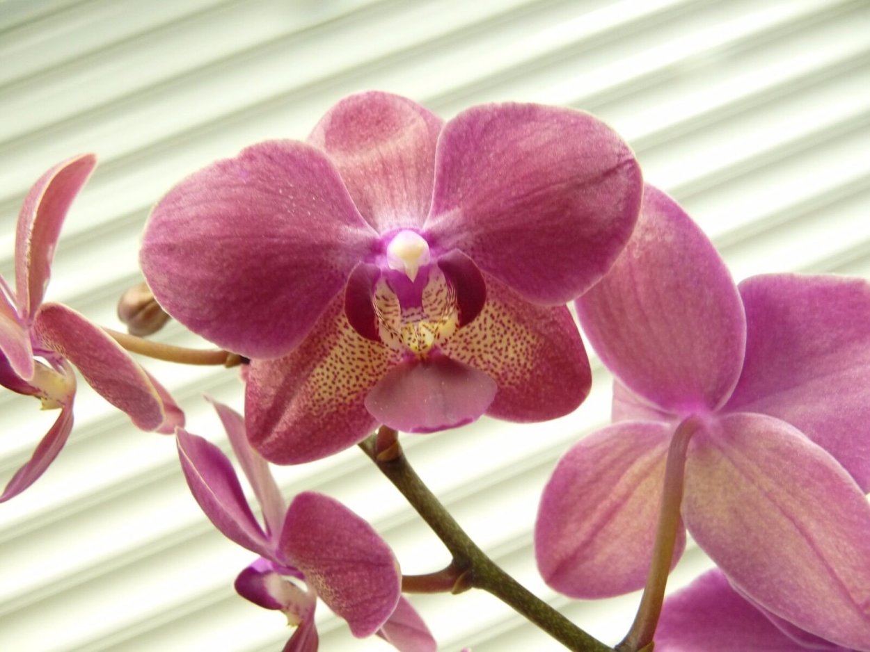 Орхидея Phalaenopsis Dutch Diva