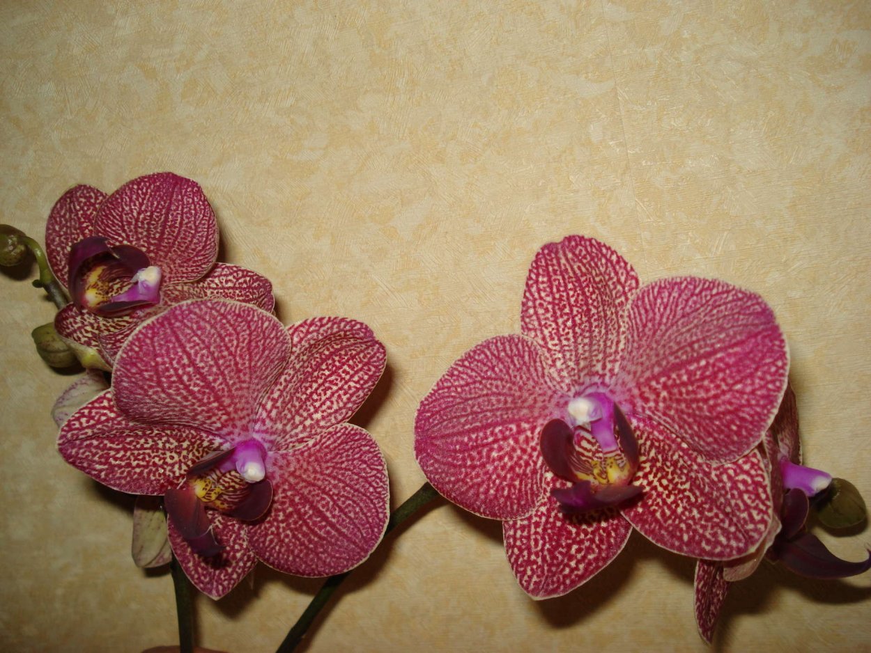 Фаленопсис Leopard Prince