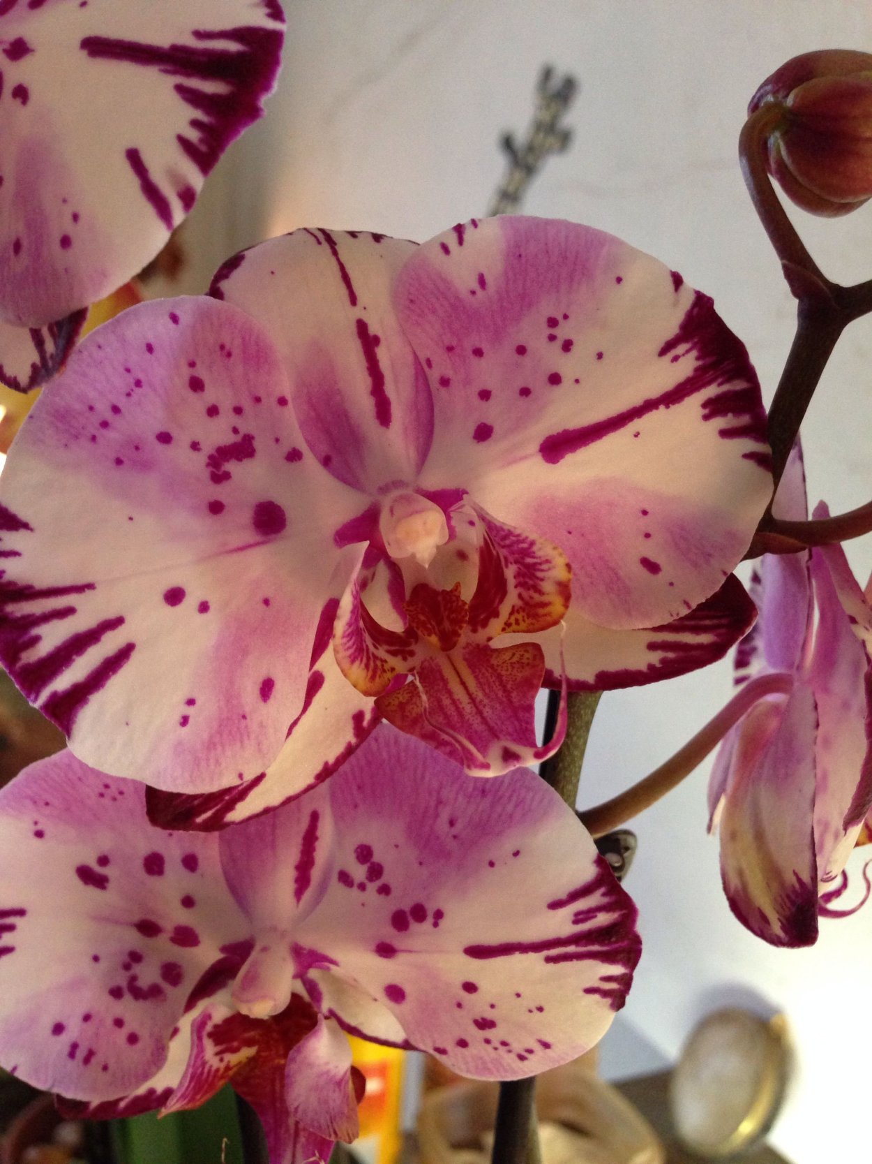 Орхидея Phalaenopsis Manila