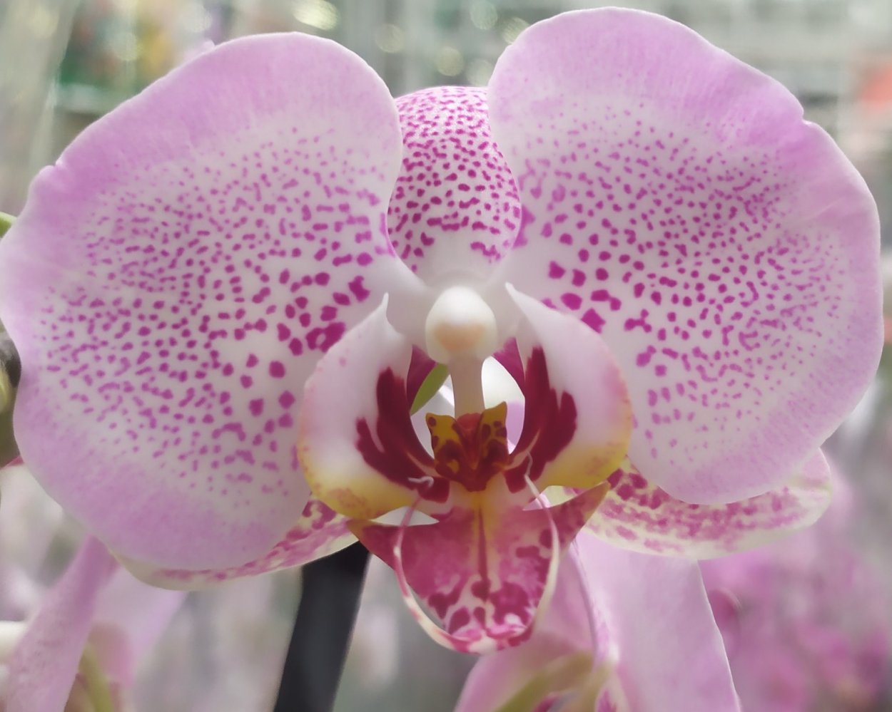 Фаленопсис Buttercup