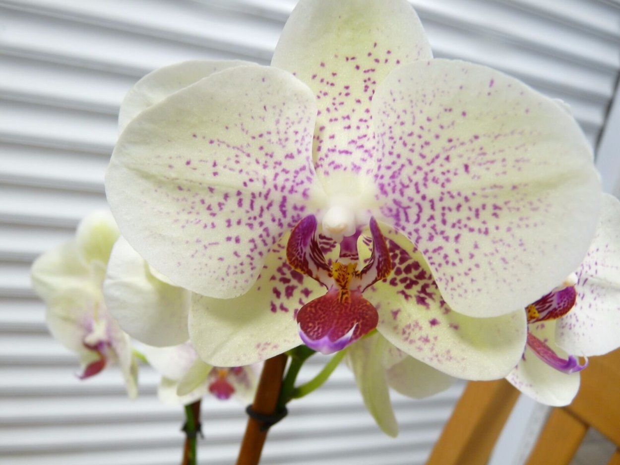 Орхидея Phalaenopsis Kellion