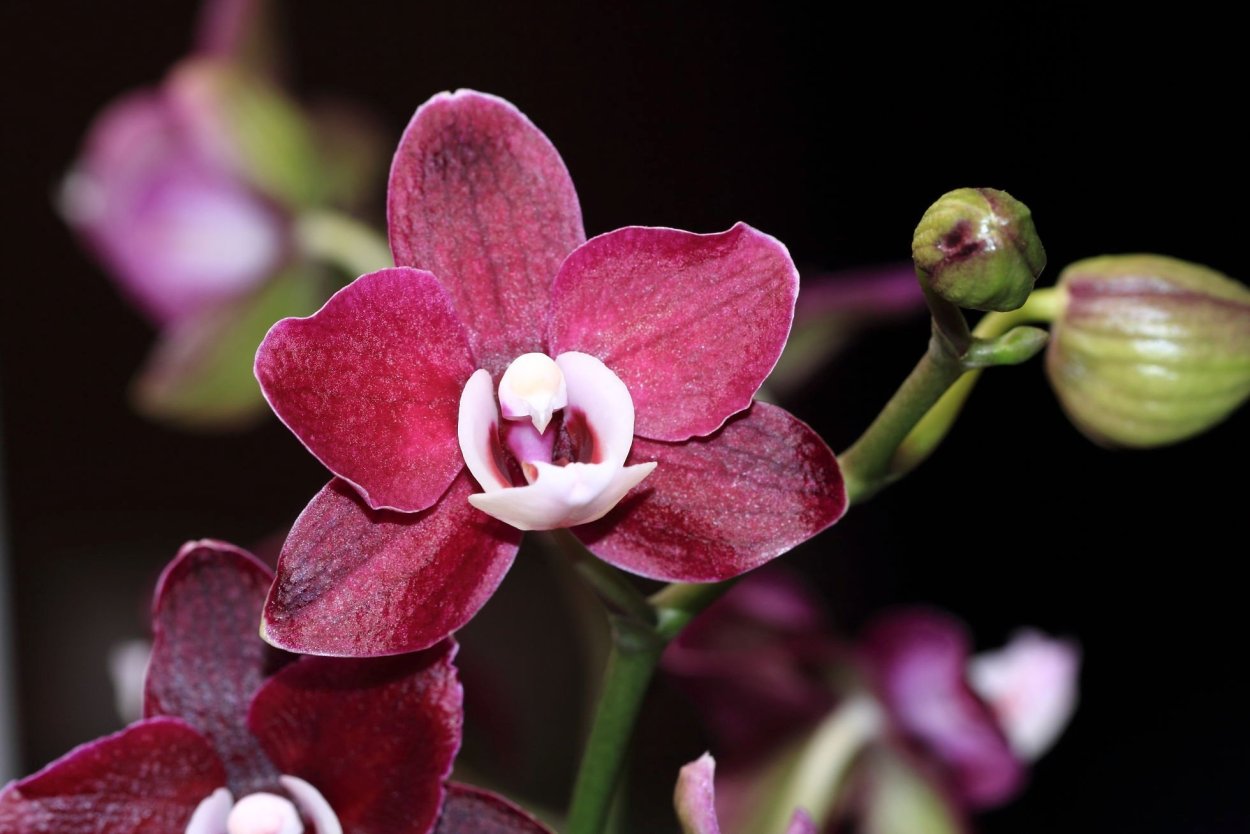 Phal Diamond Beauty