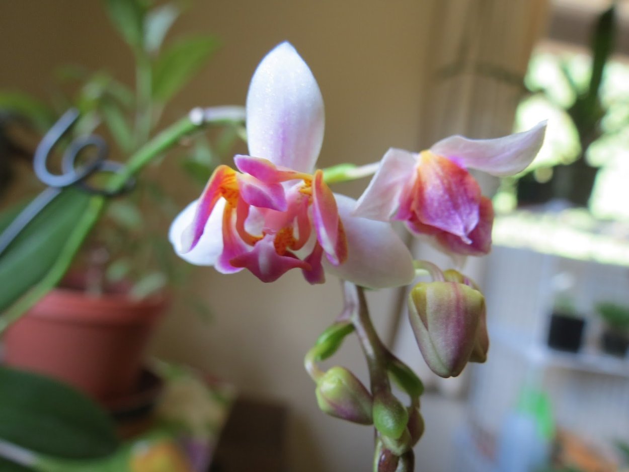 Фаленопсис Орхидея Diamond Sky