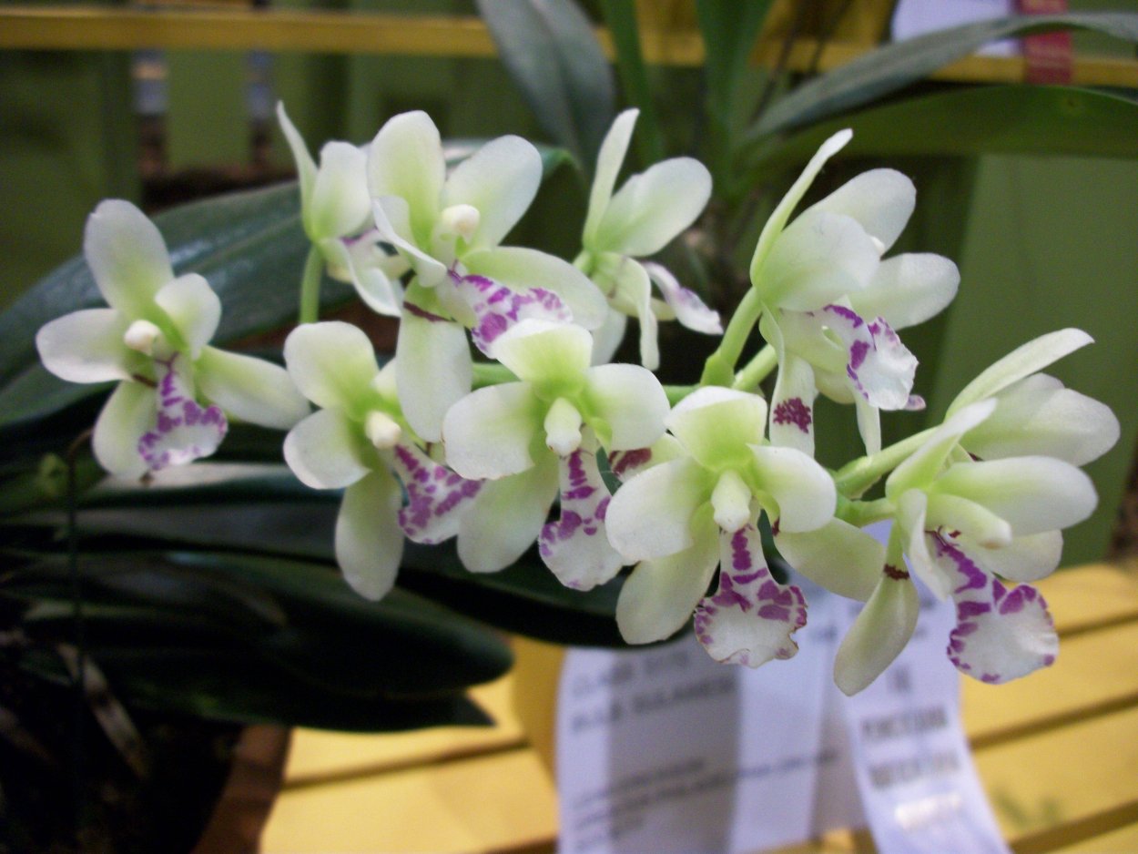 Орхидея Аркс Рэй