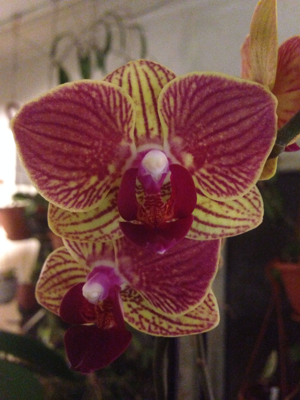 Phal. Diamond King
