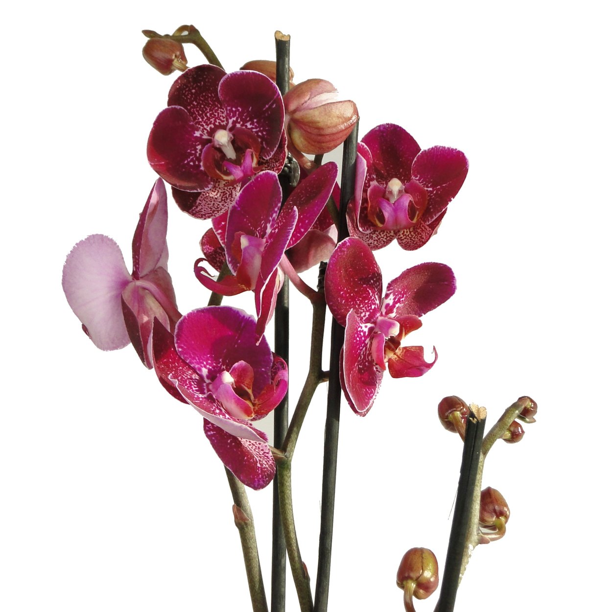 Фаленопсис Синголо Арто