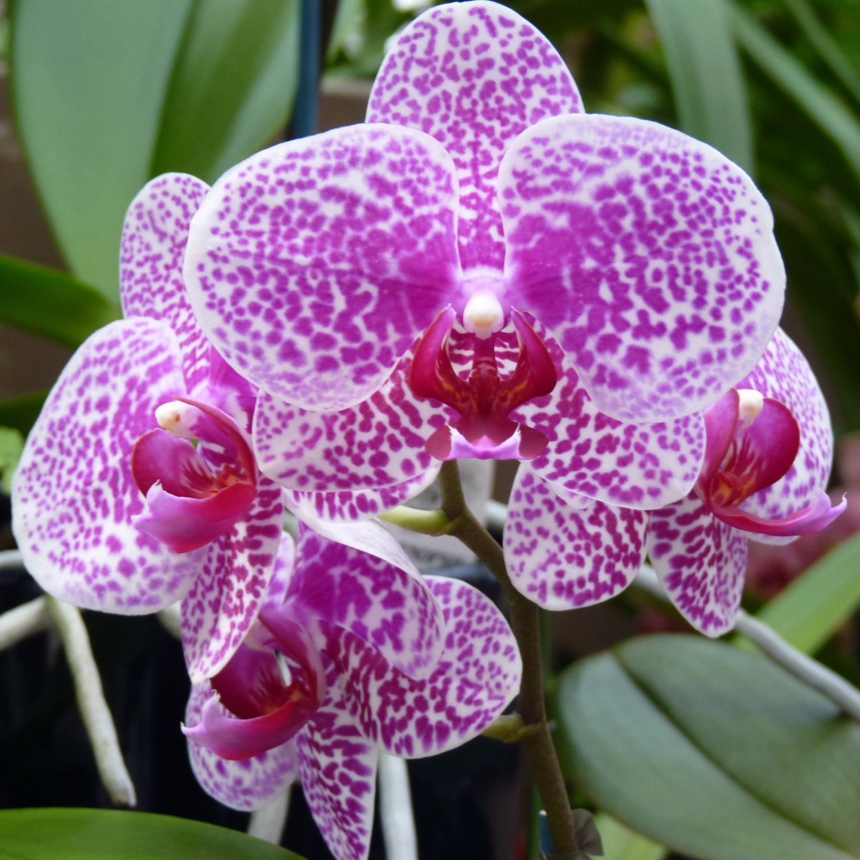 Фаленопсис Брауни