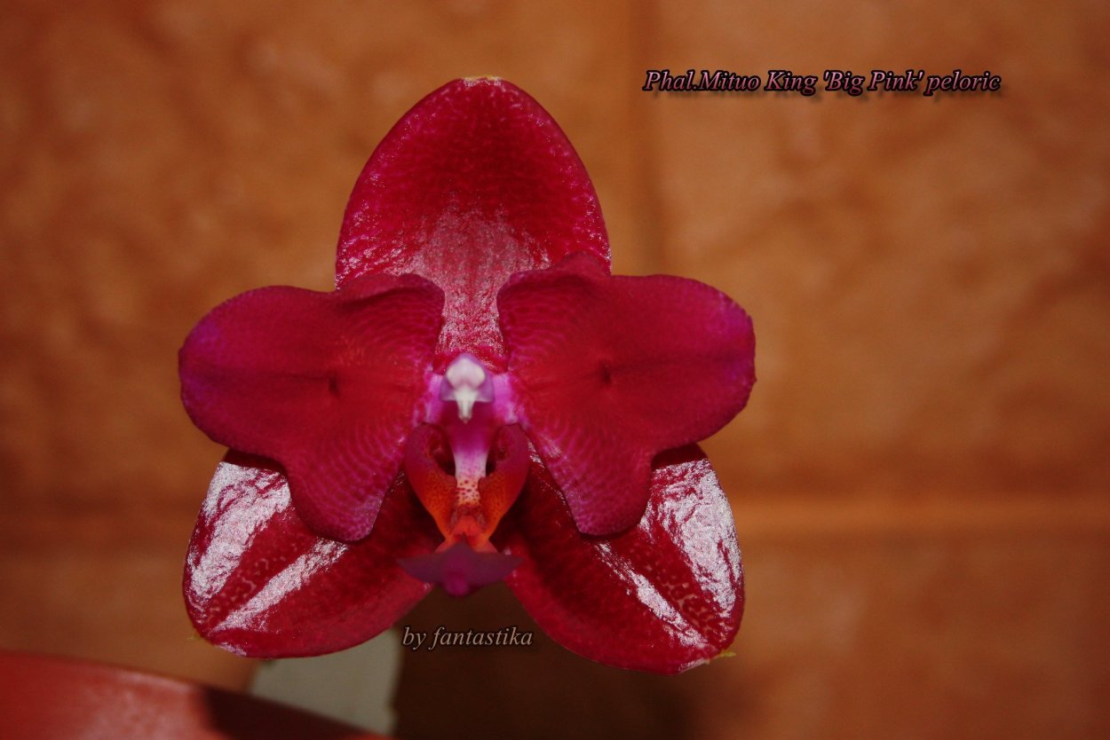 Фаленопсис exotic Punch