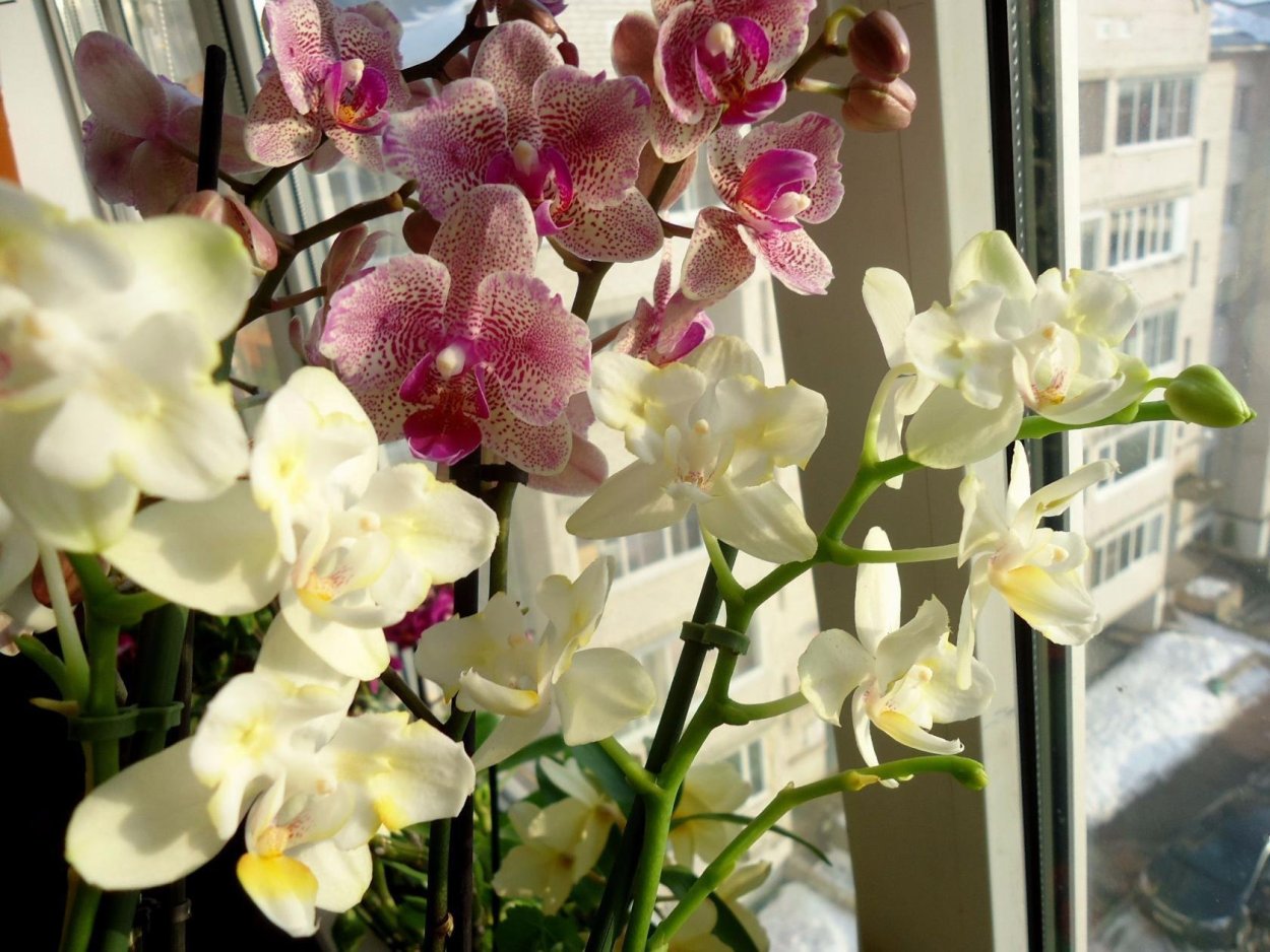 Фаленопсис Чармер Клеопатра