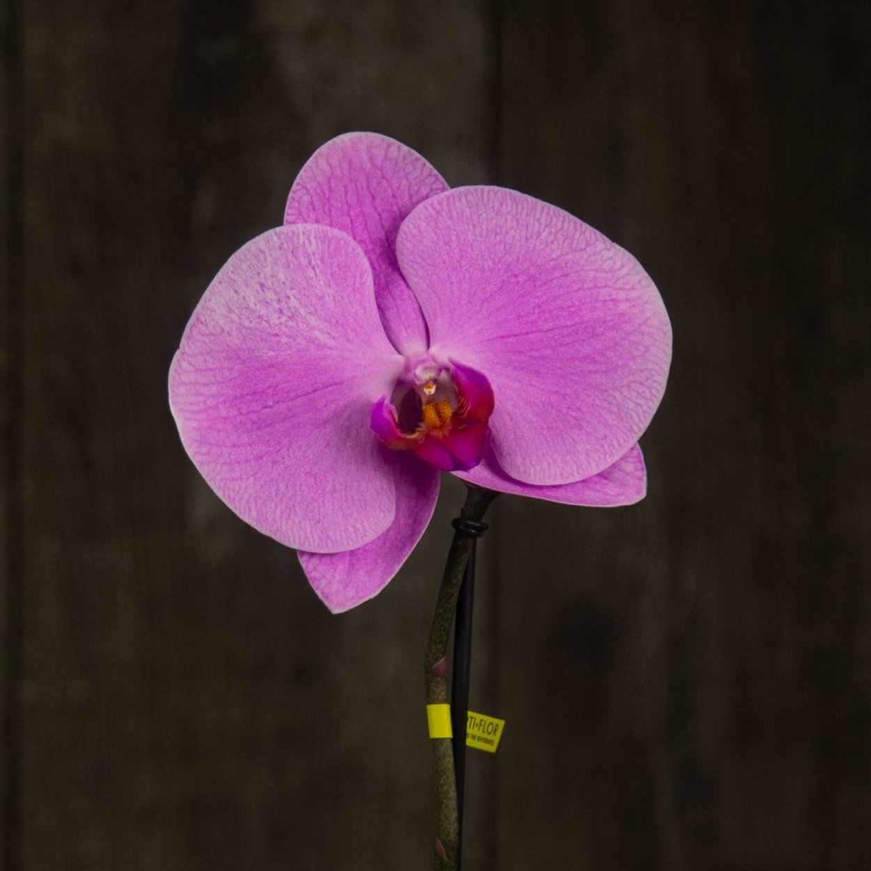 Фаленопсис Синголо Арто