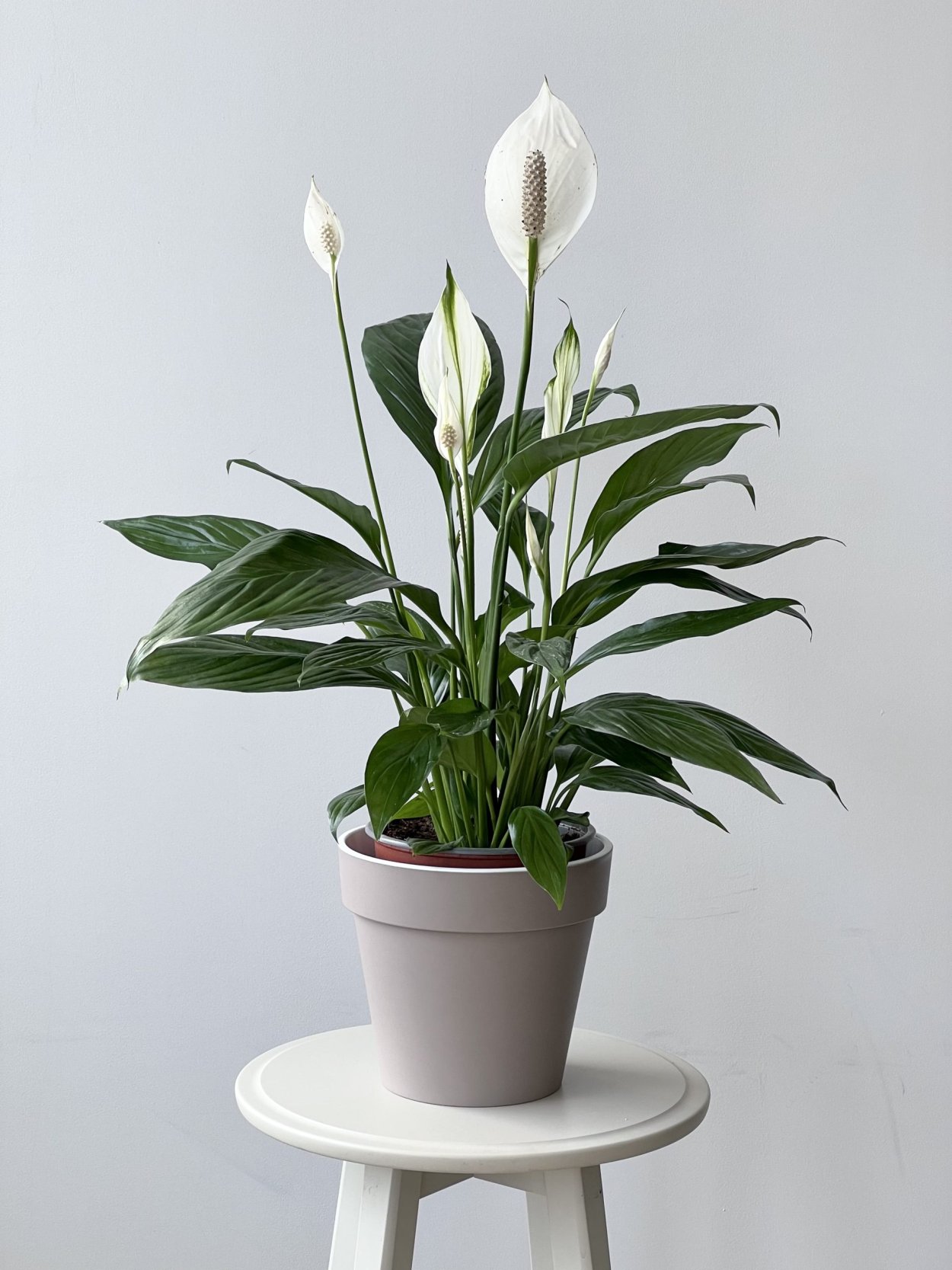 Спатифиллум Уоллиса (Spathiphyllum wallisii)