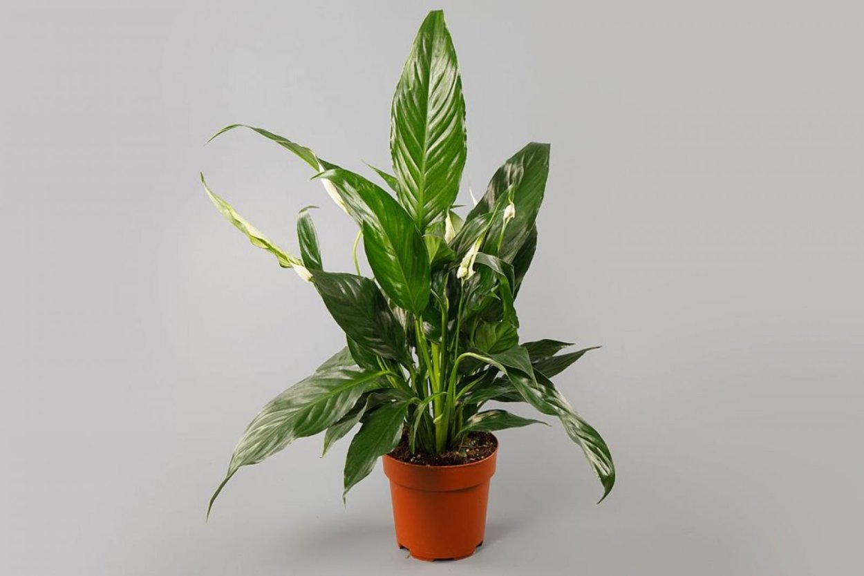 Спатифиллум Свит Романо