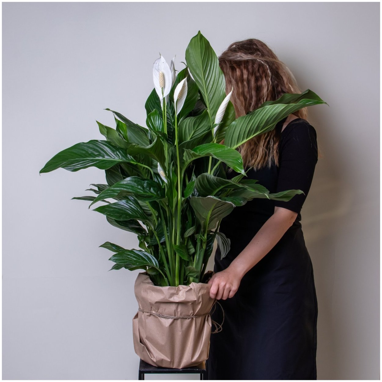 Спатифиллум геликониелистный (Spathiphyllum heliconiifolium)