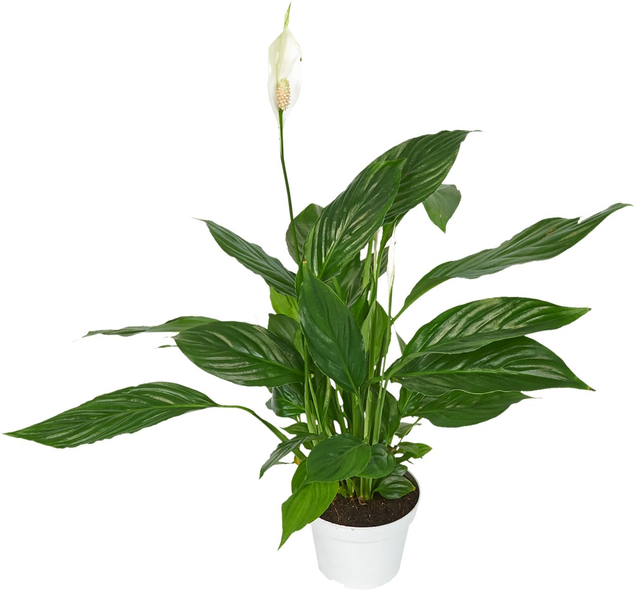 Спатифиллюм Лауретта