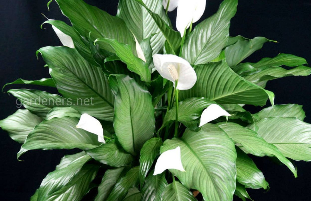 Антуриум Тропик Найт