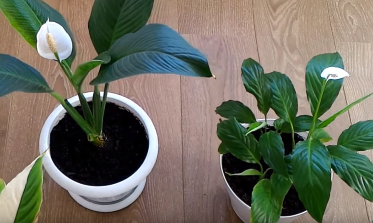 Спатифиллум d12 tim