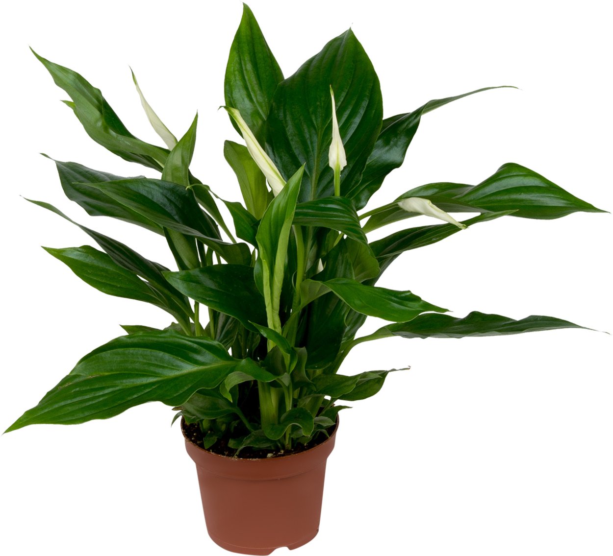 Гардения спатифиллум