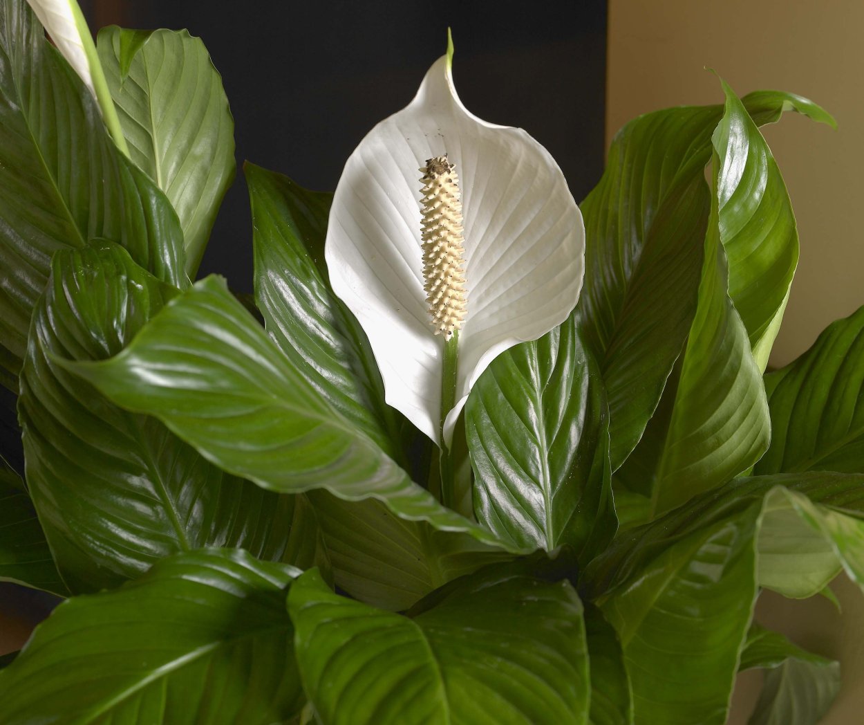 Спатифиллум (Spathiphyllum)
