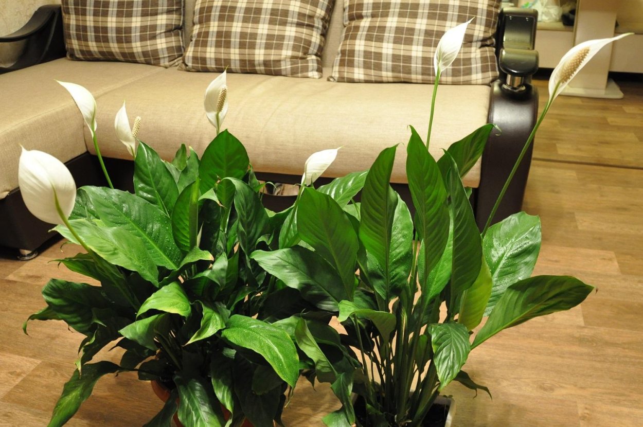 Спатифиллум Уоллиса (Spathiphyllum wallisii)