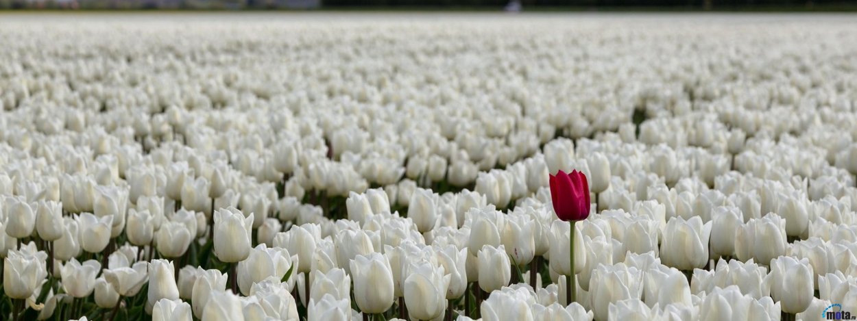 Одна белая роза среди красных роз