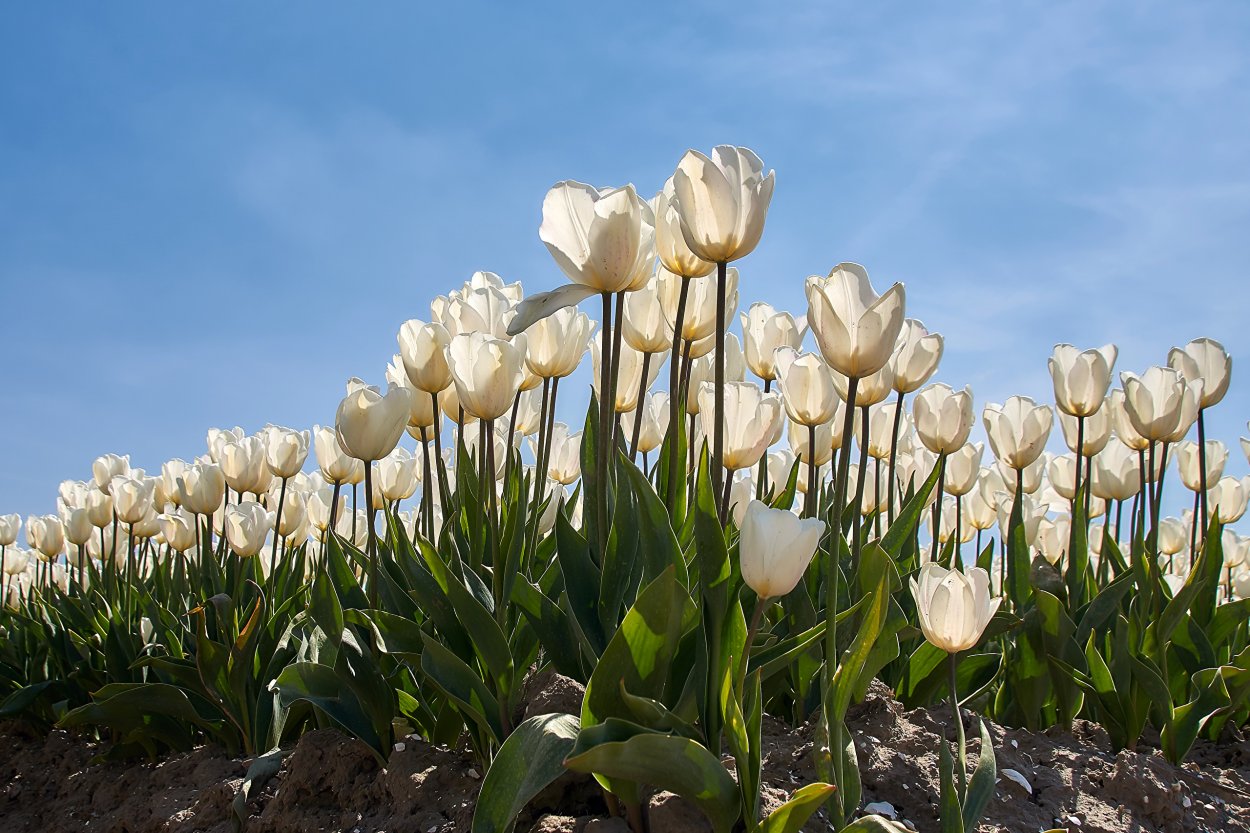 Тюльпановые поля белые