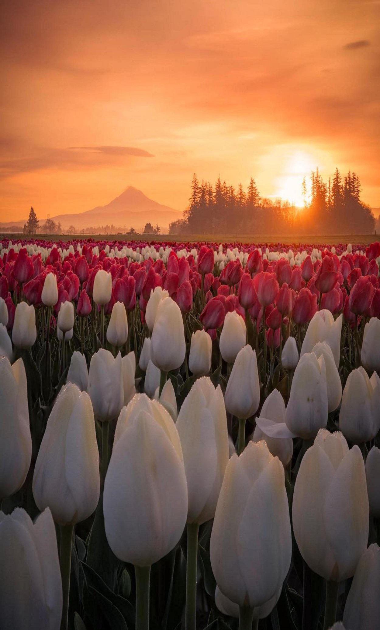 Поле тюльпанов