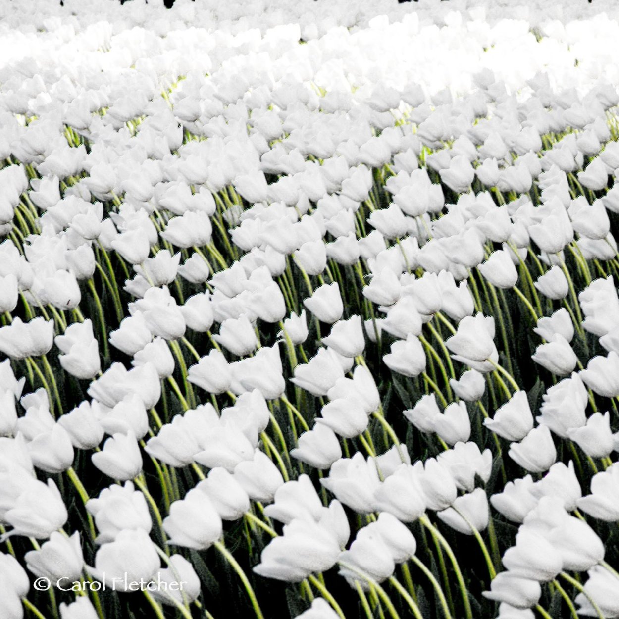 Поле белых цветов