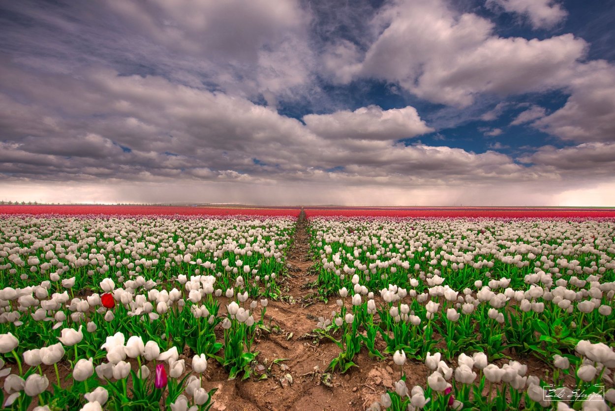 Поле белых тюльпанов