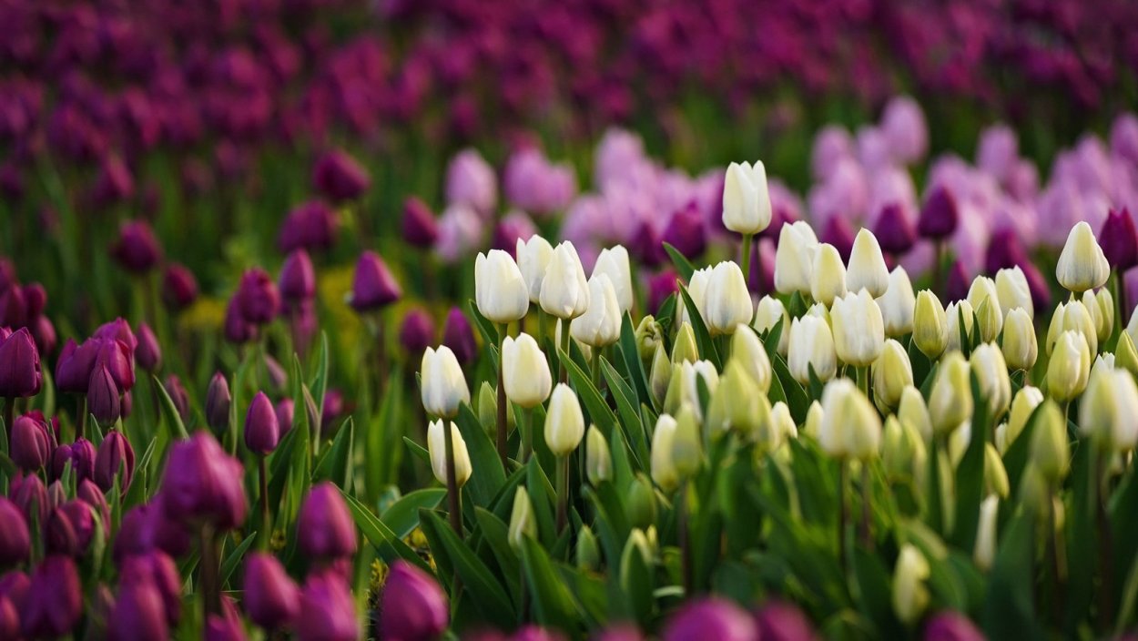 Весна тюльпаны