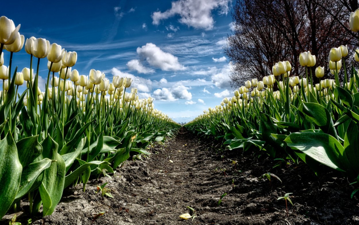 Тюльпан и одуванчик