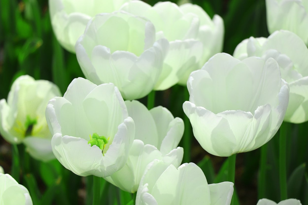 Белые Лилейные тюльпаны