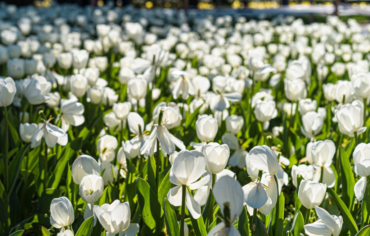 Обои на рабочий стол позитивные Весна