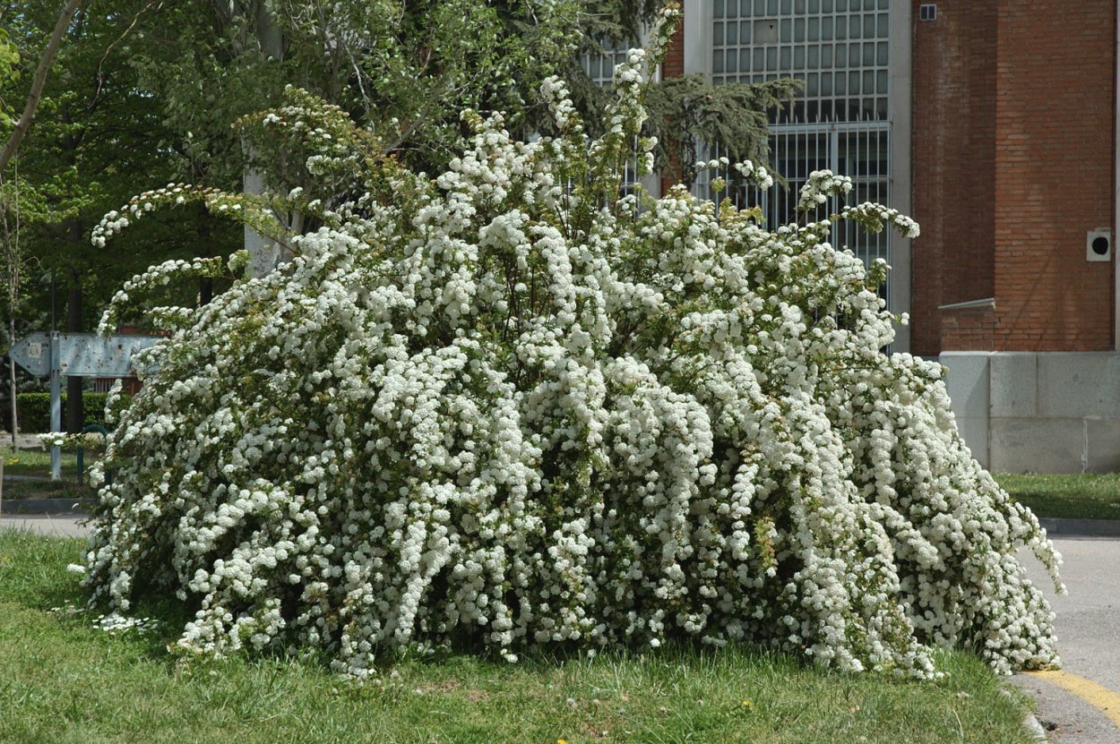 Спирея альпийская белая