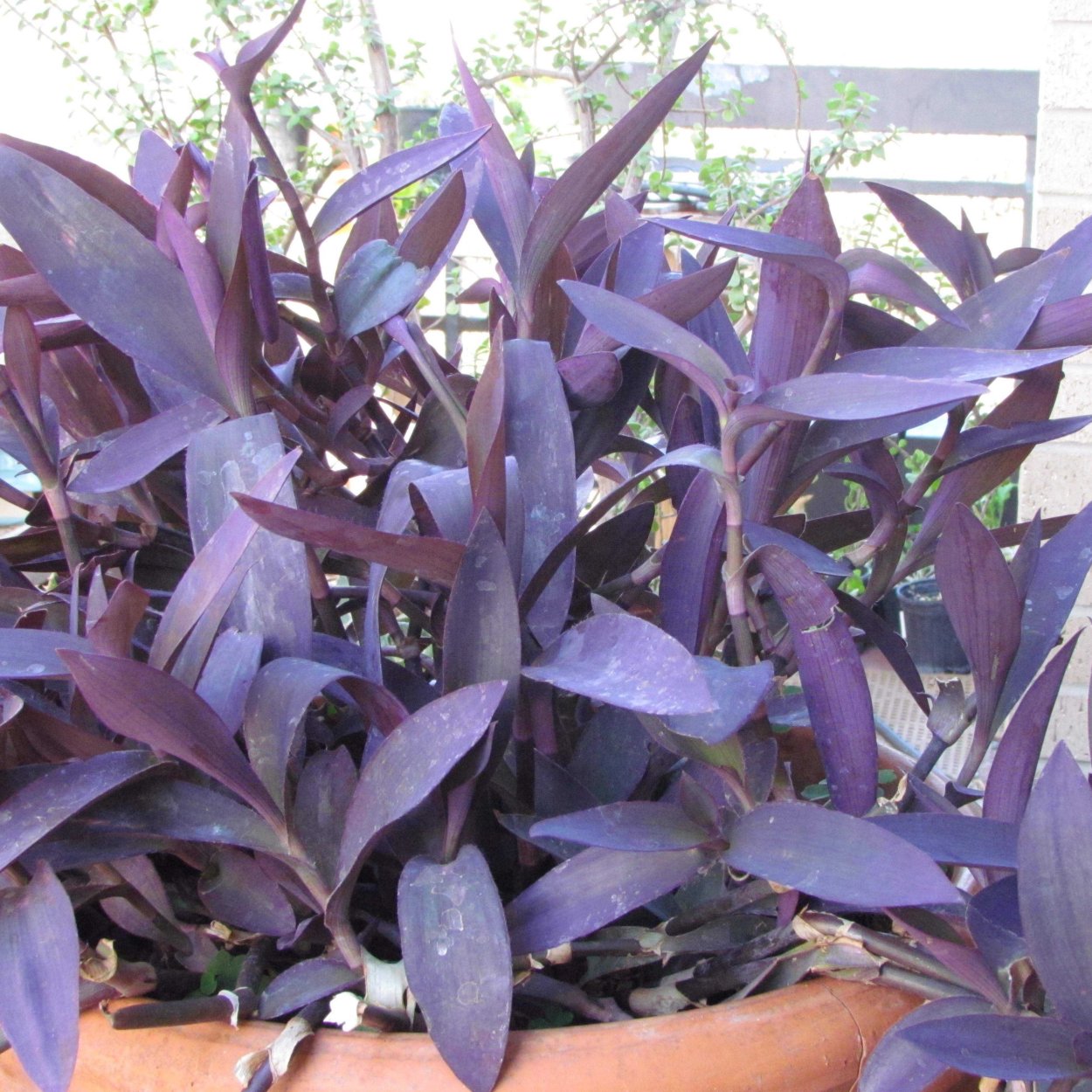 Фиолетовая традесканция сеткреазия