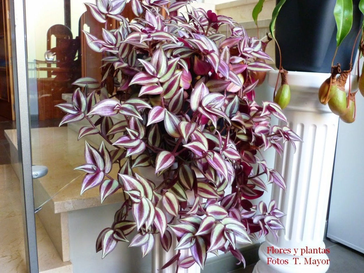 Традесканция зебрина пурпурная