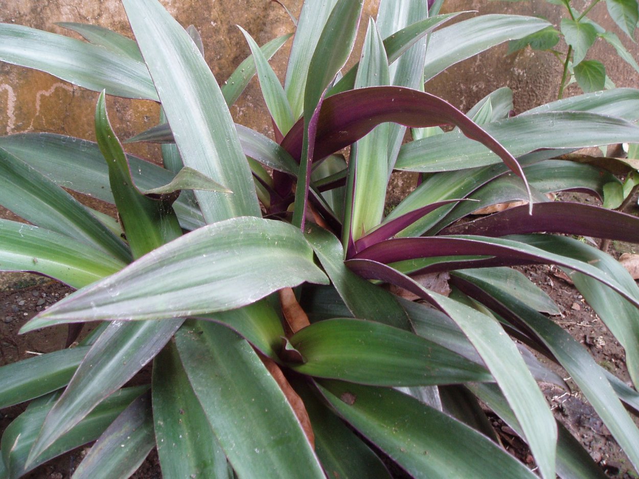 Гинура перистонадрезная