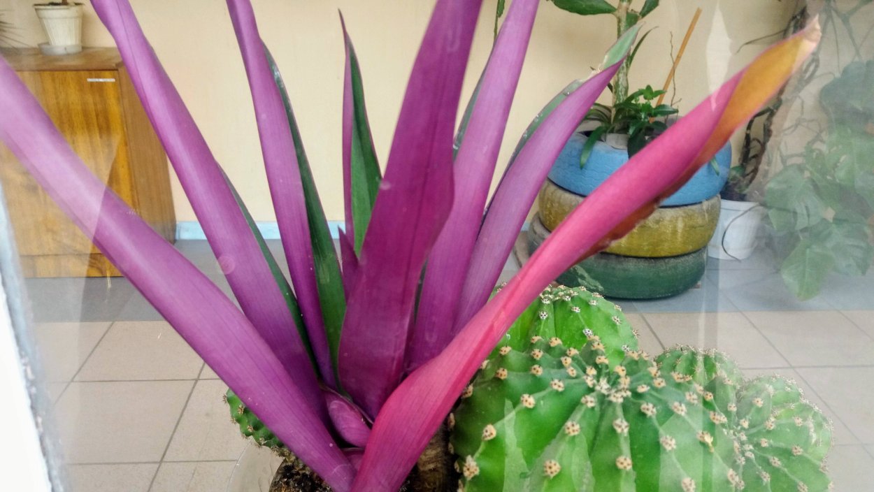 Колеус гинура