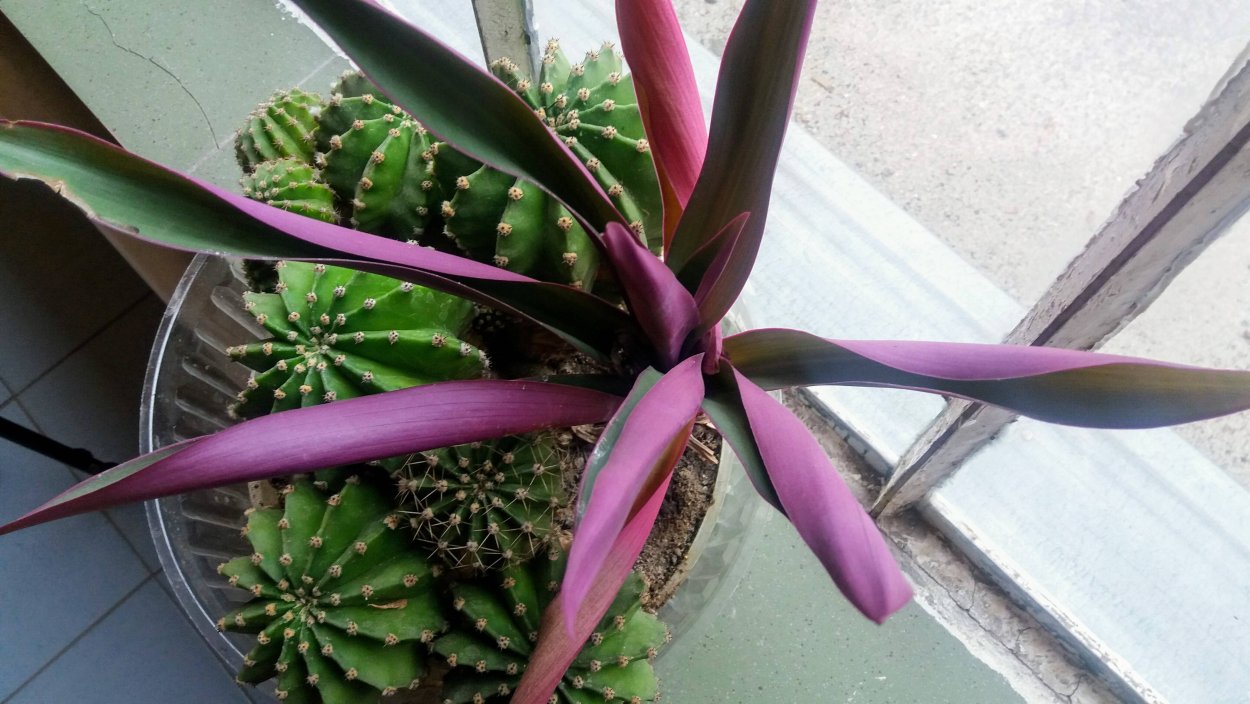 Традесканция Блоссфельда (Tradescantia blossfeldiana)