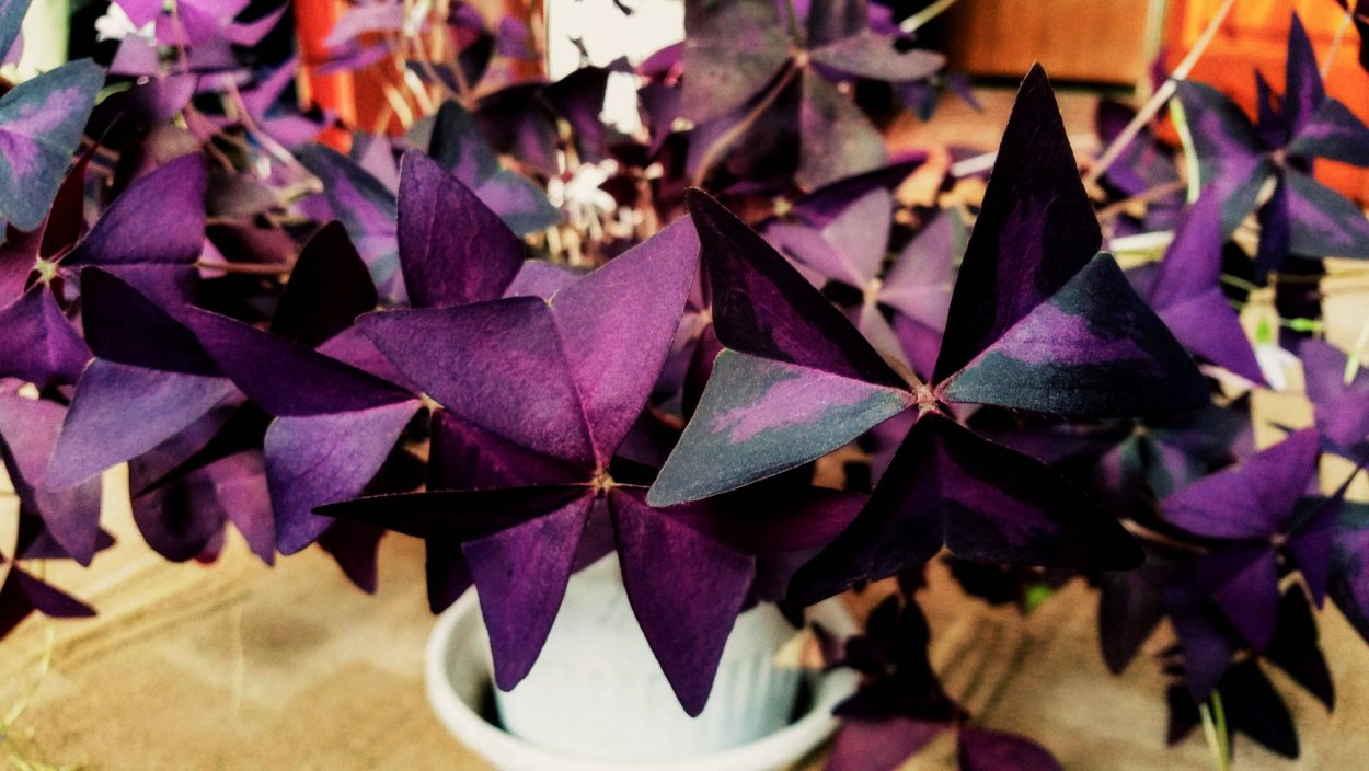 Кислица треугольная (Oxalis triangularis)