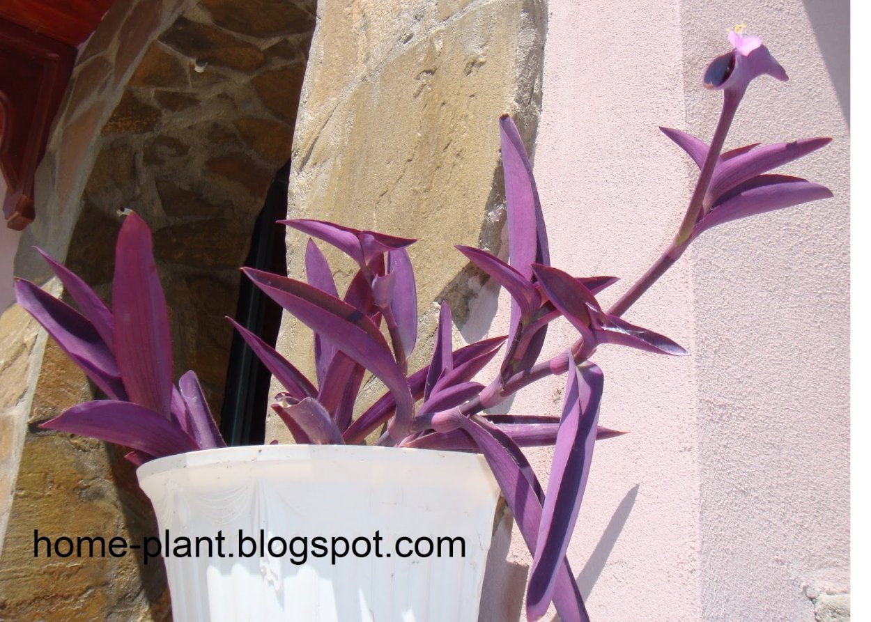 Ипомея комнатная с фиолетовыми листьями и с зелеными