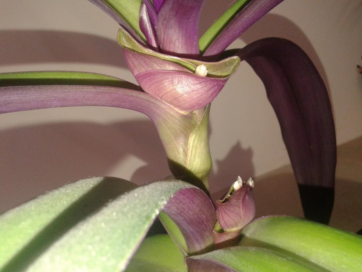 Плющ с фиолетовыми листьями