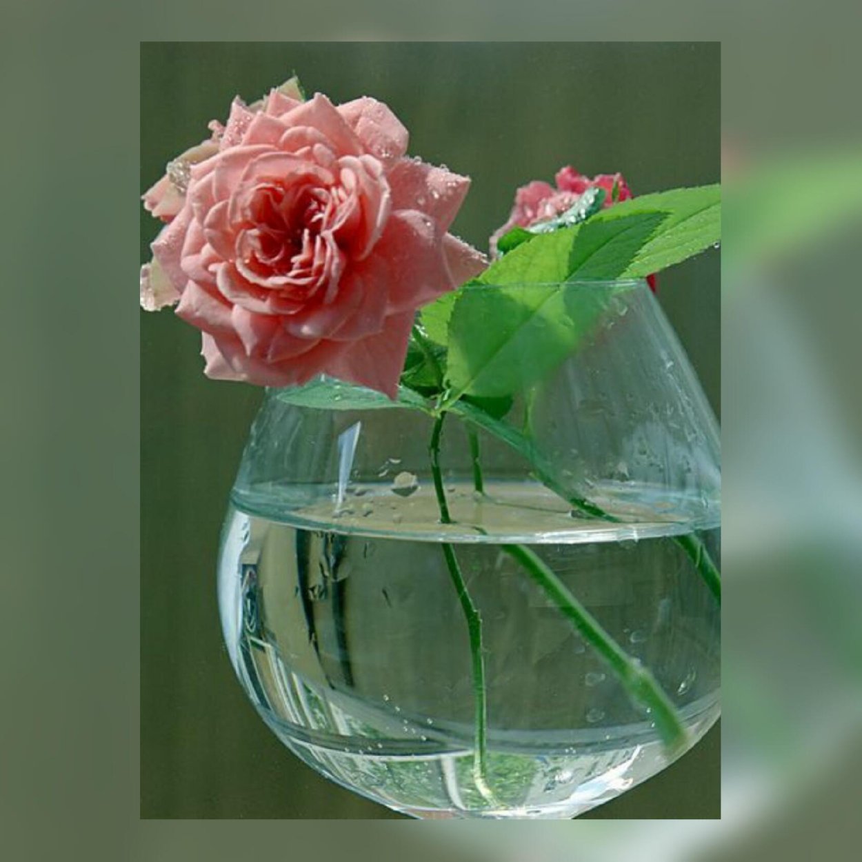Розы в горячую воду. Цветы в бокале. Цветы в прозрачной вазе. Розы в стеклянной вазе вода.