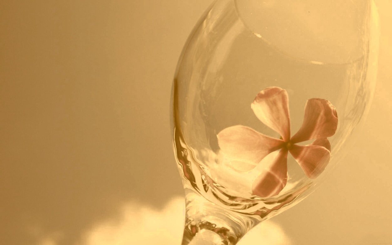 Обои бокалы цветы