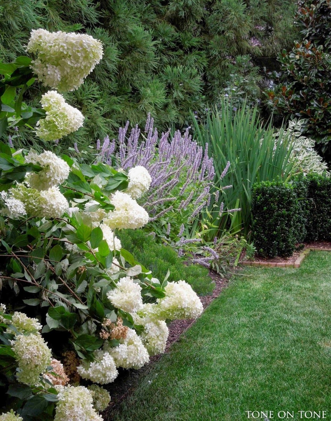 Миксбордер с гортензией метельчатой