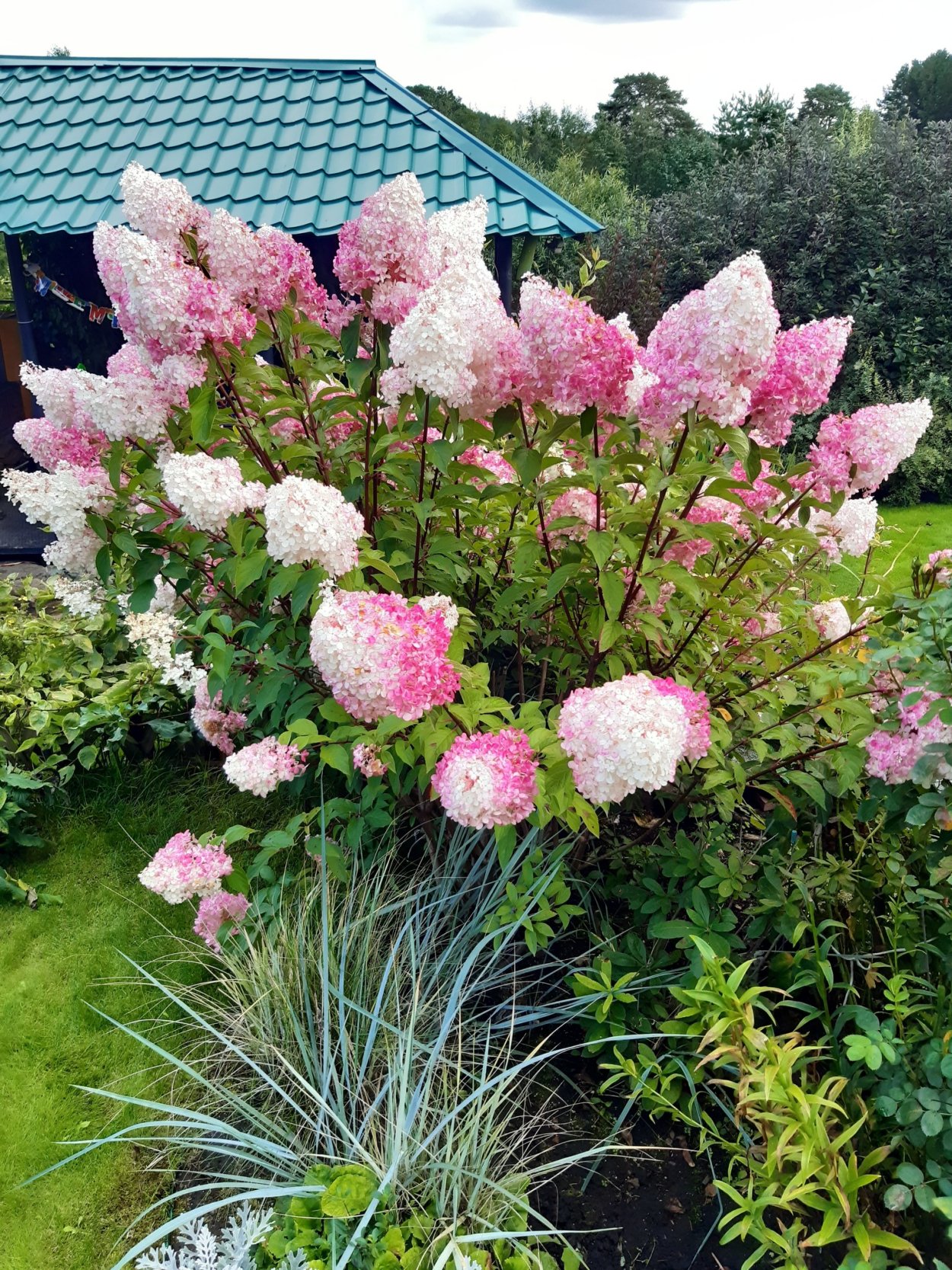 Клумба с гортензией метельчатой